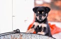 Cute brown mix puppy on the cauldron. Close up portrait