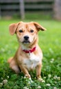 A cute brown mixed breed dog wearing a red collar Royalty Free Stock Photo