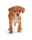 Cute Brown Mixed Small Breed Puppy Royalty Free Stock Photo