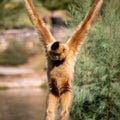 Cute brown monkey just hanging around Royalty Free Stock Photo