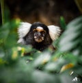 Cute brown monkey perched on a lush green tree branch, surrounded by a plethora of foliage