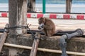 Cute brown monkey playing with a plastic cup sitting on a concrete fence Royalty Free Stock Photo