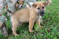 Cute brown mixed breed puppy