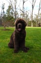 Adorable Brown Newfie Dog Sitting in Green Grass Royalty Free Stock Photo