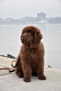 Brown Newfie Puppy Sitting By the Water`s Edge Royalty Free Stock Photo