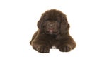 Cute brown Newfoundland dog puppy lying down looking at the camera  isolated on a white background Royalty Free Stock Photo