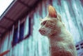 Cute brown , orange  ginger  cat  looking Royalty Free Stock Photo