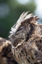 A cute brown owl with closed eyes in profile Royalty Free Stock Photo