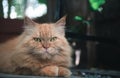 Cute brown Persian cat lying on floor outdoor, pet and animal