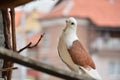 Cute brown pigeon with a white head and short beaked on a terrace