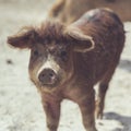 Cute Brown piglet Royalty Free Stock Photo