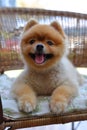 Cute brown pomeranian dog animal, fluffy small pet happy smile friendly Royalty Free Stock Photo