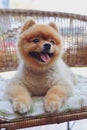 Cute brown pomeranian dog animal, fluffy small pet happy smile friendly Royalty Free Stock Photo