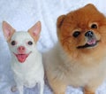 Cute fluffy Chihuahua Pomeranian dog on a white background. cute pets