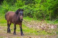 Cute brown pony on a rope