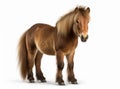 A cute brown pony with a white mane and tail standing in profile on a white background. Royalty Free Stock Photo