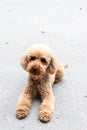 Cute brown poodle dog sitting on concrete. Royalty Free Stock Photo