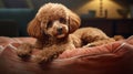 Cute brown poodle is located on a warm pillow, in a cozy home environment. Relaxation, peace and relaxation after a walk.