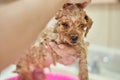 Cute brown poodle puppy