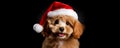 Cute brown poodle puppy wearing a Santa's Claus hat celebrating Christmas . Puppy in red Santa hat isolated on black