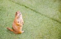 Cute brown Prairie Dog standing alone on a green grass. Royalty Free Stock Photo