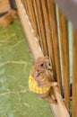 Cute brown Prairie Dog on yellow dress climbing on a wooden cage. Royalty Free Stock Photo