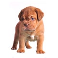 Cute brown puppy Royalty Free Stock Photo