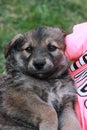 cute brown puppy in the arms of the girl is happy