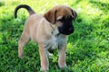 Cute Brown Puppy Royalty Free Stock Photo