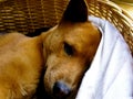 Cute brown puppy dog sleeping in a basket Royalty Free Stock Photo