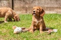 Cute Brown Puppy Dogs Playing On Grass In A Park Or Garden