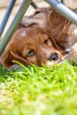 Cute Brown Puppy Dogs Sleeping on Grass Under a Garden Chair Royalty Free Stock Photo