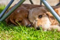 Cute Brown Puppy Dogs Sleeping on Grass Under a Garden Chair Royalty Free Stock Photo