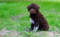 Cute brown puppy lagotto romagnolo sitting on the grass and lookicng at camera in summer. Space for text
