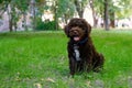 Cute brown puppy lagotto romagnolo sitting on the grass and lookicng at camera in summer. Space for text