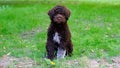 Cute brown puppy lagotto romagnolo sitting on the grass and lookicng at camera in summer. Space for text