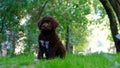 Cute brown puppy lagotto romagnolo sitting on the grass and lookicng at camera in summer. Space for text