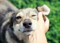 cute puppy laid his head on the man`s hand and covered his eyes with pleasure and tenderness on the street in spring