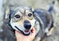 Cute brown puppy laid his head on a man`s hand and opened his mouth from pleasure and tenderness on the street in spring