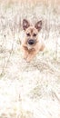 Cute brown puppy running and playing with new owner - rescue dog found a new home Royalty Free Stock Photo