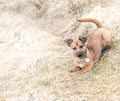 Cute brown puppy running and playing with new owner - rescue dog found a new home