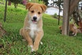 Cute brown puppy sitting Royalty Free Stock Photo