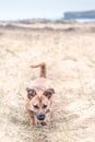 Cute brown puppy sitting on a grass - rescue dog found a new home Royalty Free Stock Photo