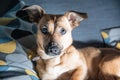 Cute brown puppy sitting on a sofa - dog photography - favourite pet - mixed race dog, - mongrels Royalty Free Stock Photo