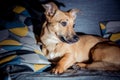 Cute brown puppy sitting on a sofa - dog photography - favourite pet - mixed race dog, - mongrels Royalty Free Stock Photo