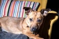 Cute brown puppy sitting on a sofa - dog photography - favourite pet - mixed race dog, - mongrels Royalty Free Stock Photo