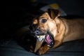 Cute brown puppy sitting on a sofa - dog photography - favourite pet - mixed race dog, - mongrels are the best Royalty Free Stock Photo