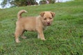 Cute brown New Guinea Singing Dog mix puppy