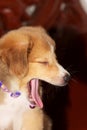 A cute brown puppy yawning expression Royalty Free Stock Photo