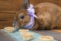 Cute brown rabbit